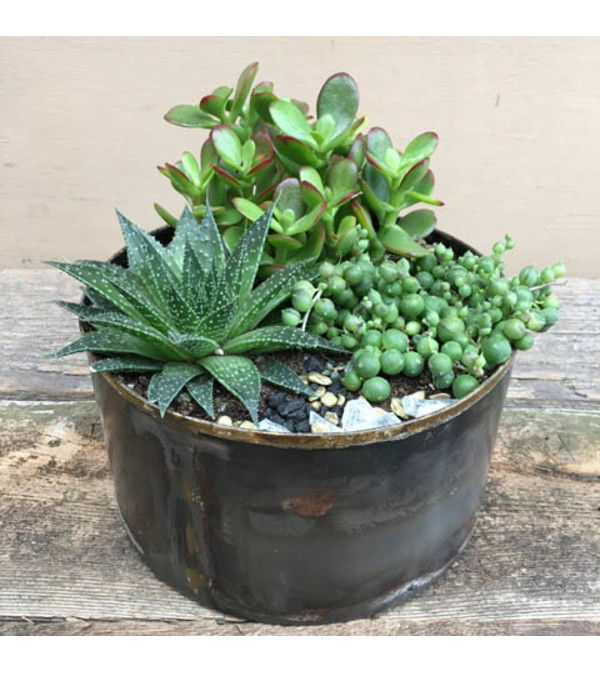 succulent garden