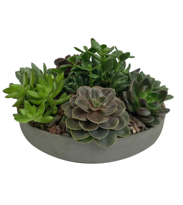 Low Succulent Garden