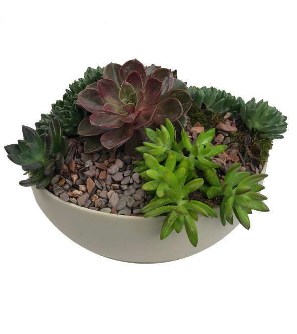 Natural Succulent Garden