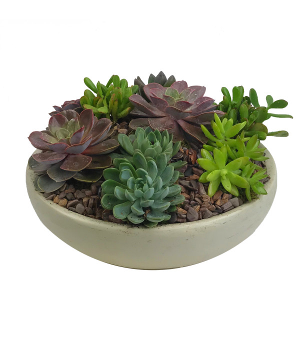 Large Succulent Garden