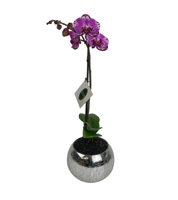 Crackled Orchid Plant