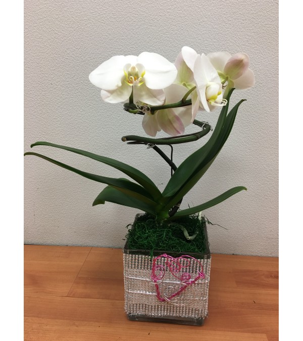White Spiral Phalaneopsis Plant