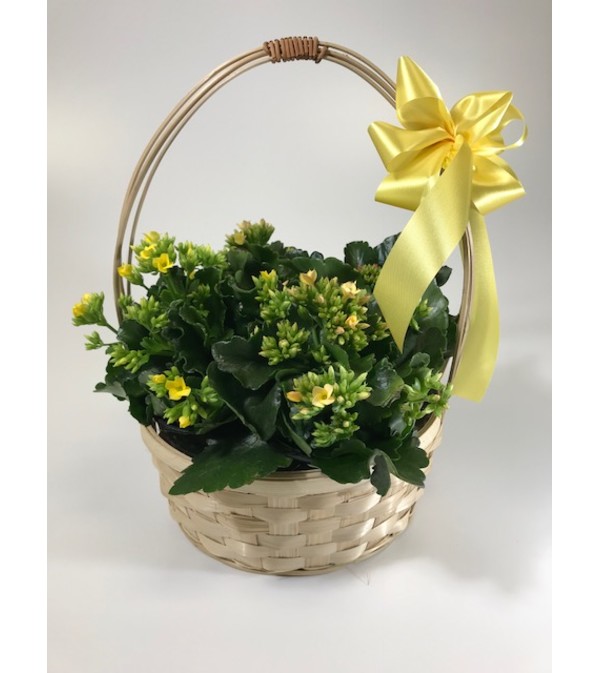 Kalanchoe Basket