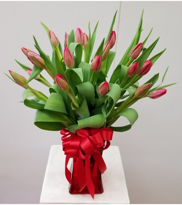 Enchanting Tulips