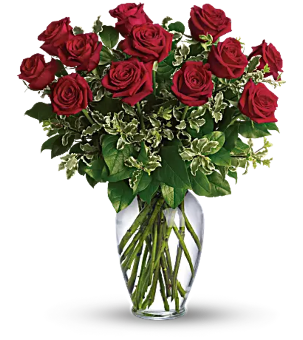 Premium Long Stem Red Roses