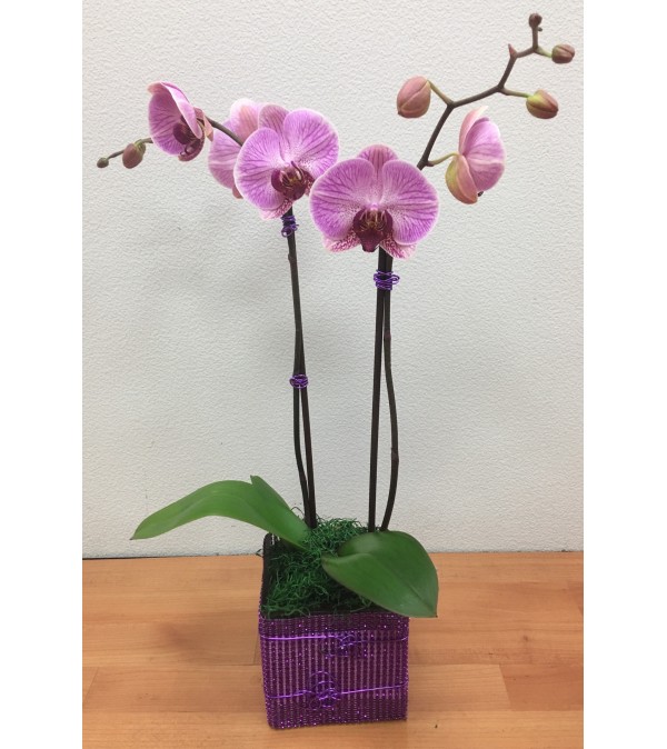 Double Spikes Phalaenopsis Plant