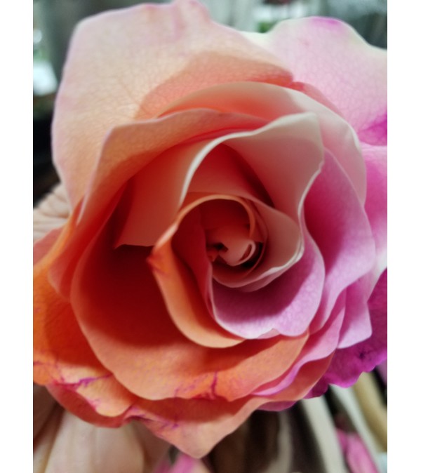 VDAY RAINBOW ROSE BOUQUET