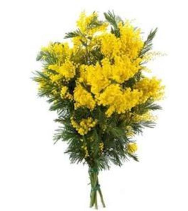 Mimosa Bouquet for International Women's Day