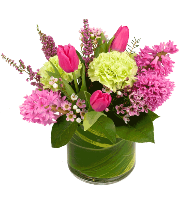 Spring Hyacinth