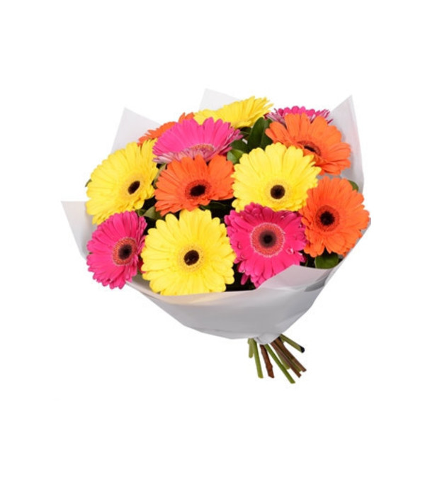 12 Wrapped Mini Gerberas