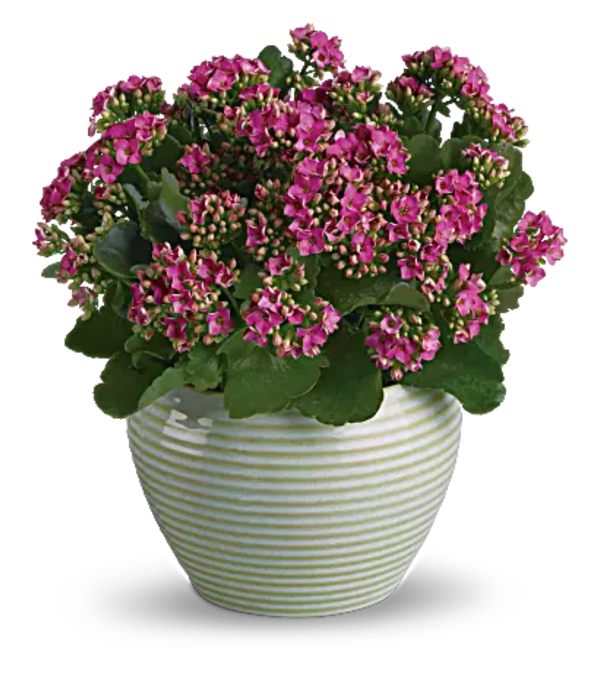 Blooming Kalanchoe Plant