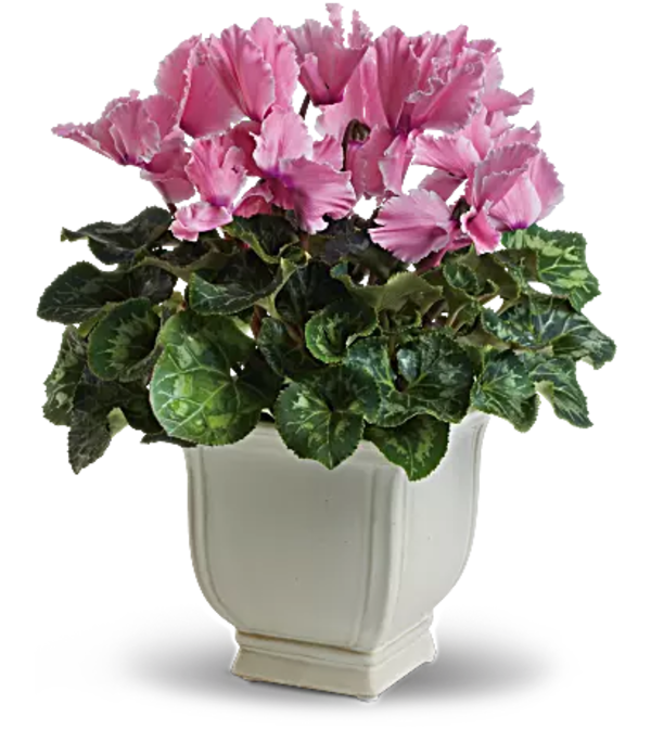 Sunny Cyclamen