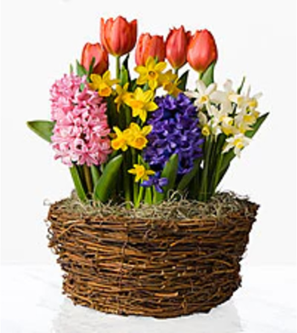 Spring Bulb Garden