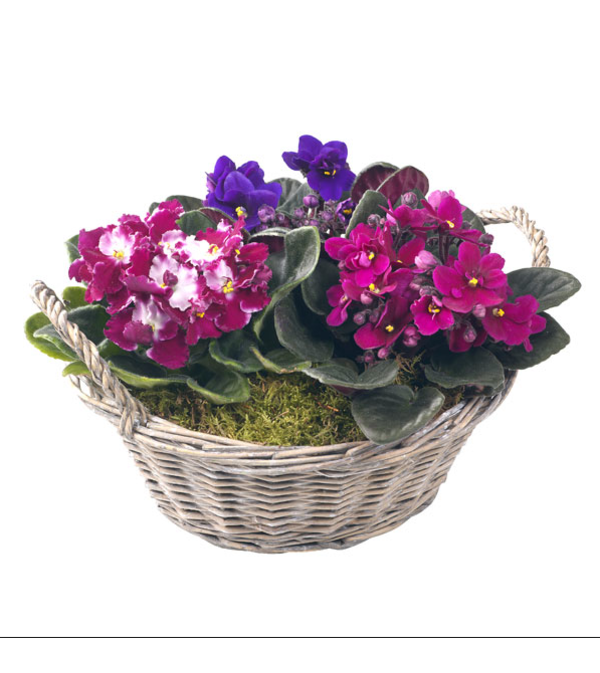Violets in a basket