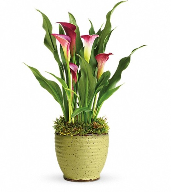 SPRING CALLA LILY