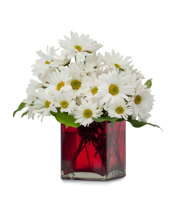 A Daisy a Day
