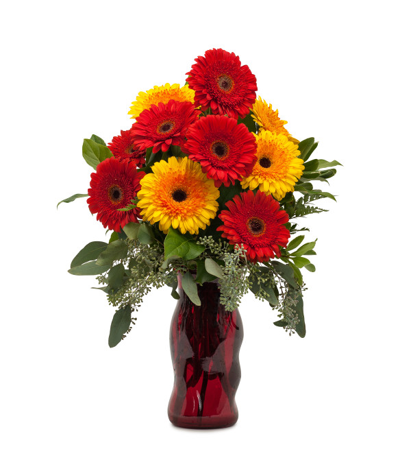 Mighty Gerberas