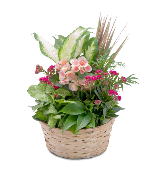 Lush Dish Garden
