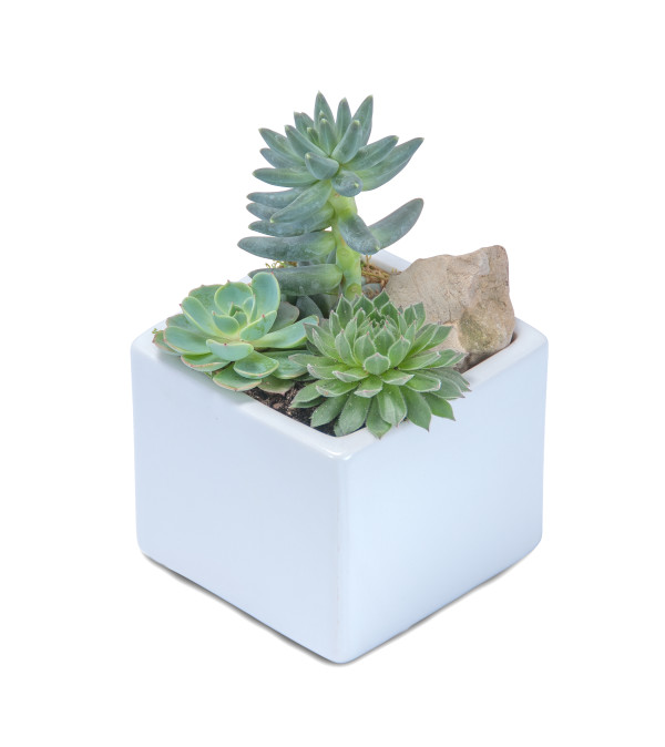 Mini Stunning Succulent