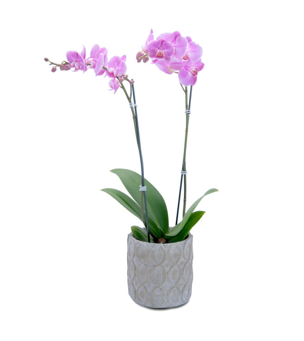 Purple Beauty Orchid