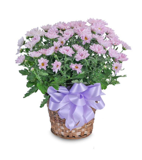 Lavender Chrysanthemum Basket