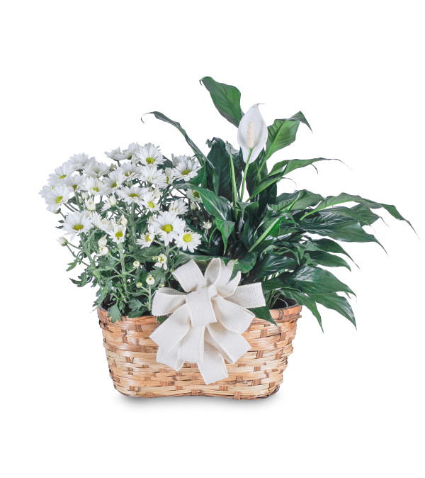 Blooming and Green Plant Combination