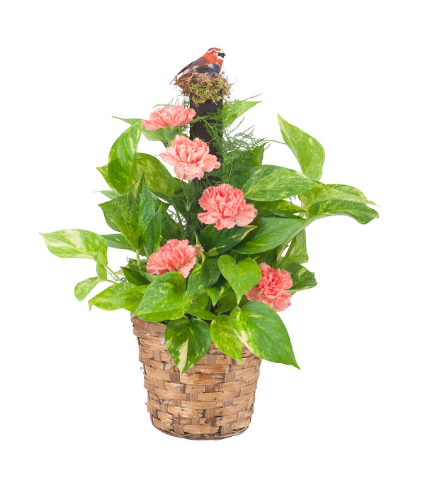 Pothos Plant on Pole with Fresh Accents