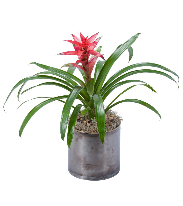 Bromeliad