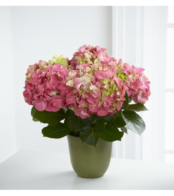 PINK HYDRANGEA BUSH