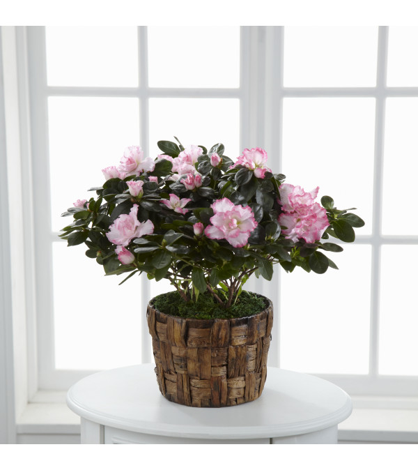 SPRING AZALEA BUSH