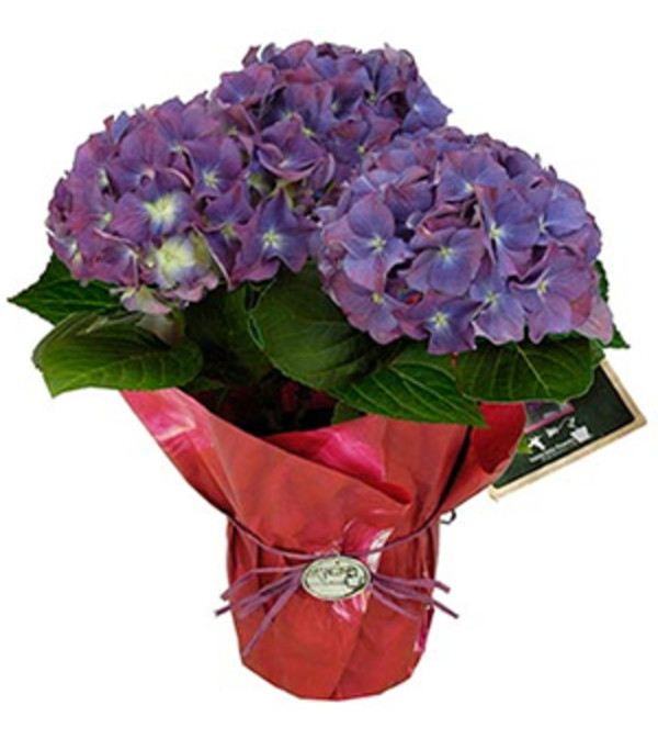 Hydrangea Plant