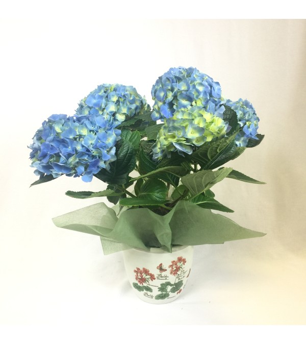 Beautiful Blooming Hydrangea