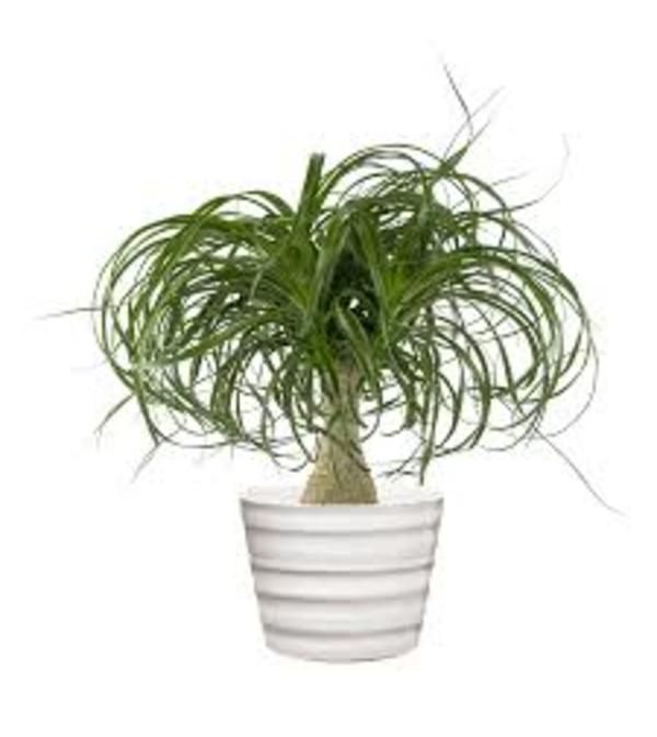 PONY TAIL PLANT