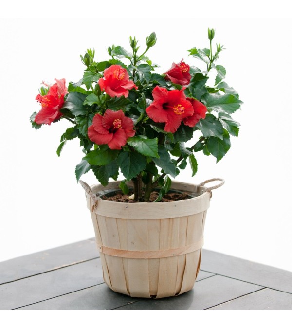 Hibiscus Plant