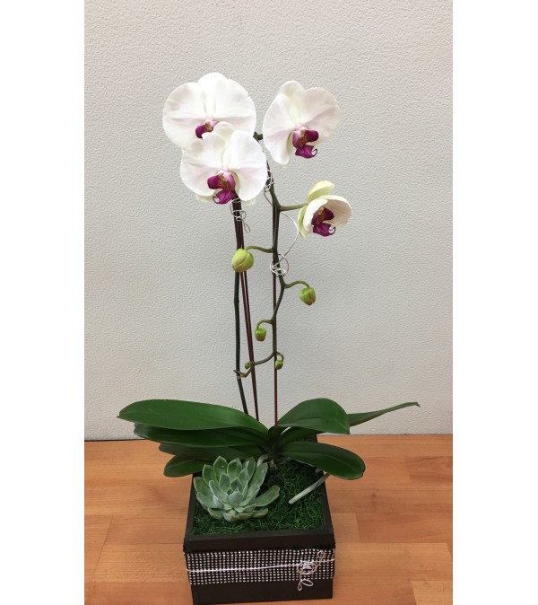 White Cascading Phalaenopsis Plant
