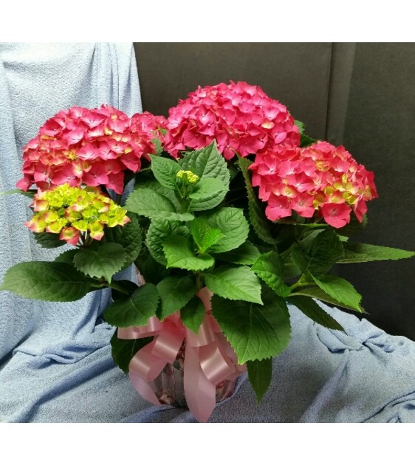 Pink Hydrangea