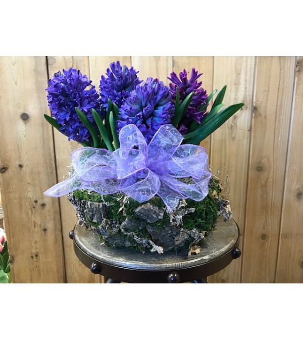 Hyacinth Plant