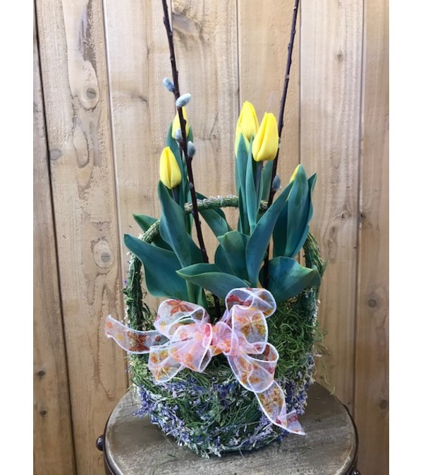Tulip Plant