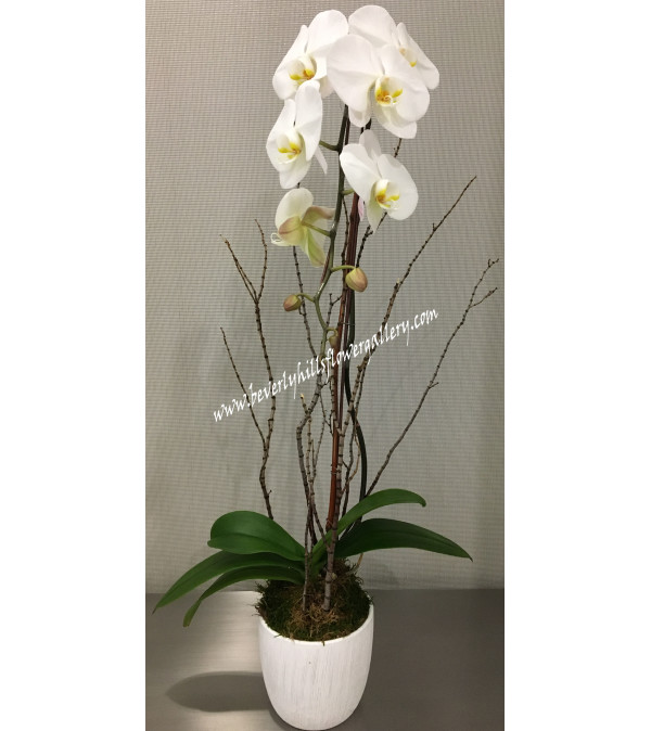 White Phalanopsis Orchid