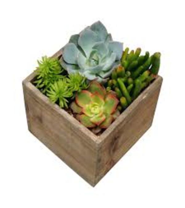 Succulent Garden