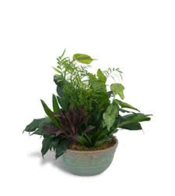 Ceramic Planter Garden
