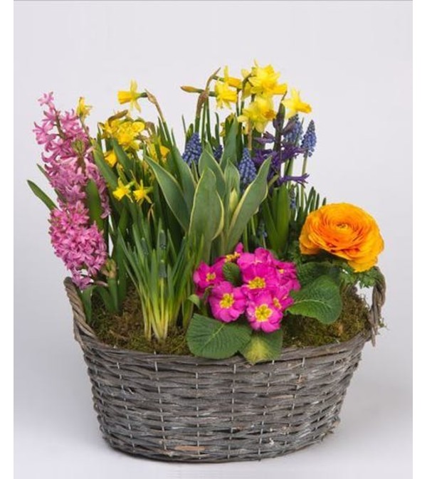 Spring Bulb Garden