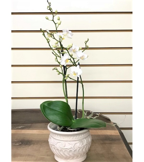Petite Dendrobium Orchids
