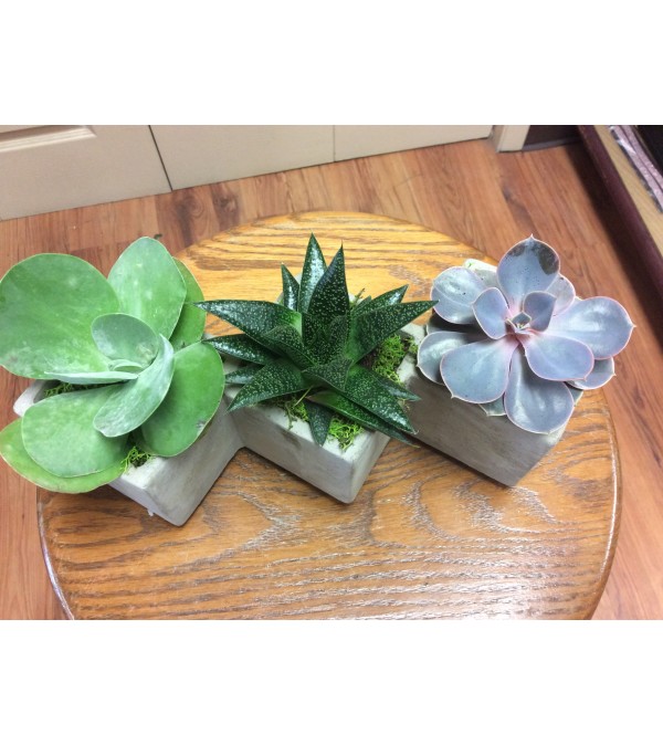 Triple succulent.