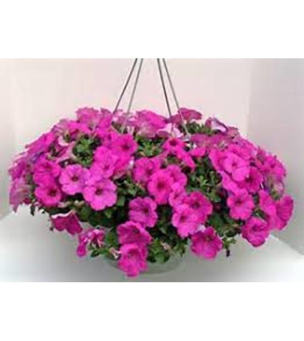 Petunia Hanging Basket