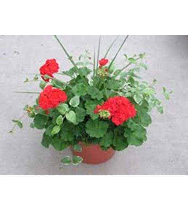 Geranium Pot