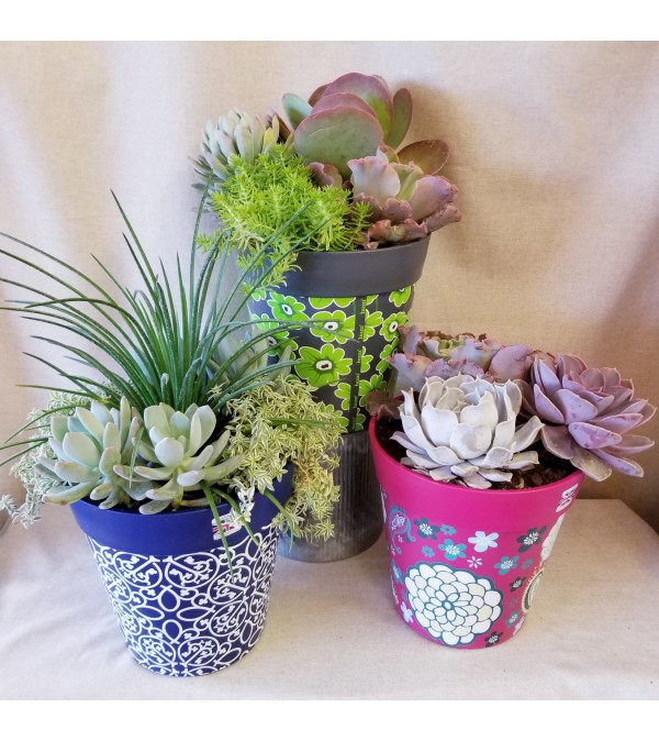 Succulent Garden Pot