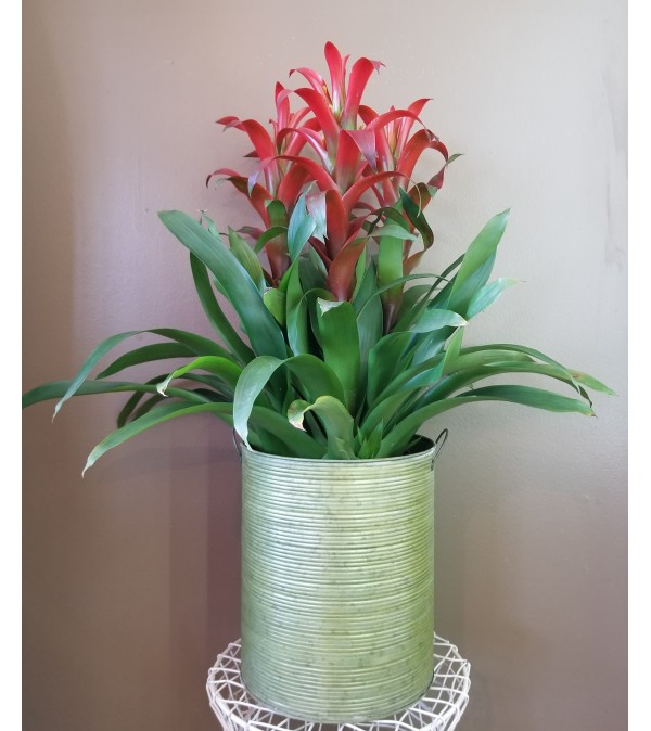 Triple Tropical Blooming Pot