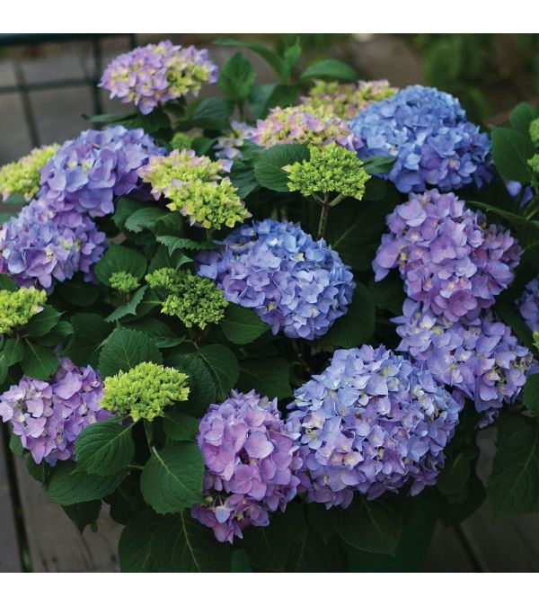 Potted Huge Hydrangea Assorted