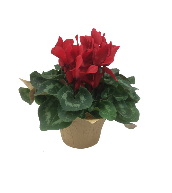 Plant - Cyclamen